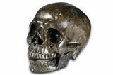 Realistic, Dark Coquina Stone Skull #378650-2